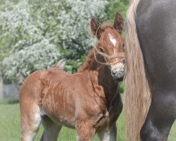 horse Junis Miena MN (Schwarzwälder Kaltblut, 2020, from Modus)