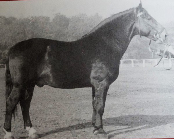 Deckhengst Ernesto Mo 1033 (Schweres Warmblut, 1951, von Schoneboom Mo 459)