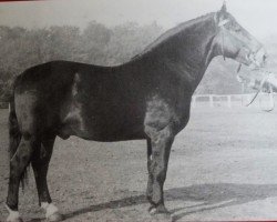 stallion Ernesto Mo 1033 (Heavy Warmblood, 1951, from Schoneboom Mo 459)