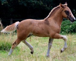 Pferd Jarees Mara MN (Schwarzwälder Kaltblut, 2016, von LVV Modem)