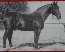 stallion Schoneboom Mo 459 (Alt-Oldenburger / Ostfriesen, 1938, from Echo 1703)