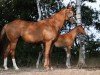 broodmare Summer Rouge (German Warmblood, 2009, from Quaterback)