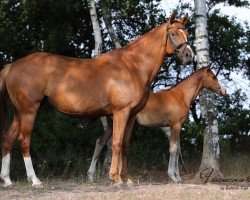 broodmare Summer Rouge (German Warmblood, 2009, from Quaterback)