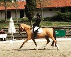 dressage horse Coconut (German Riding Pony, 2006, from FS Champion de Luxe)