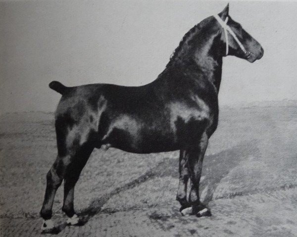 stallion Gerbrant 3536 (Oldenburg, 1933, from Gerolstein 3467)