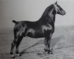 stallion Gerbrant 3536 (Oldenburg, 1933, from Gerolstein 3467)