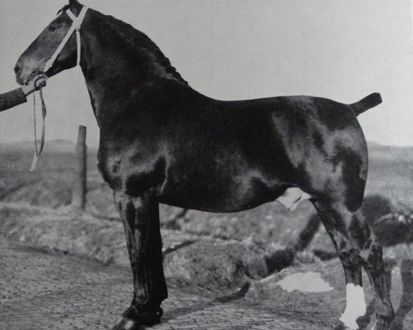 stallion Germandus 3456 (Oldenburg, 1927, from Germanus 3355)