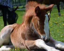 horse Damiro MN (Schwarzwälder Kaltblut, 2015, from Dachs)