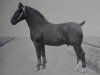 stallion Grundus 3532 (Oldenburg, 1933, from Grundstein 3475)
