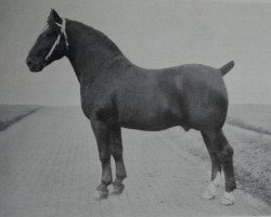 stallion Grundus 3532 (Oldenburg, 1933, from Grundstein 3475)