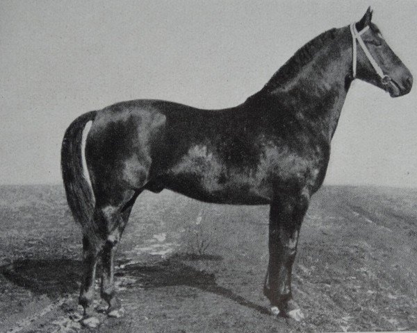 stallion Ludolf 3615 (Oldenburg, 1936, from Lupus xx)