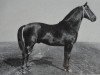 stallion Ludolf 3615 (Oldenburg, 1936, from Lupus xx)