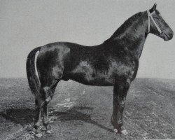 stallion Ludolf 3615 (Oldenburg, 1936, from Lupus xx)