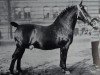 stallion Elswin 3418 (Oldenburg, 1923, from Elso 2621)