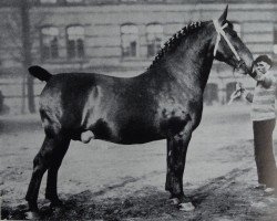 stallion Elswin 3418 (Oldenburg, 1923, from Elso 2621)