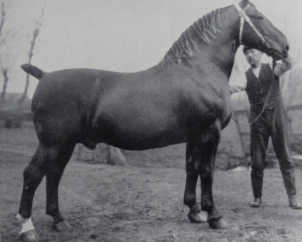 stallion Blanko 3357 (Oldenburg, 1920, from Block 2585)