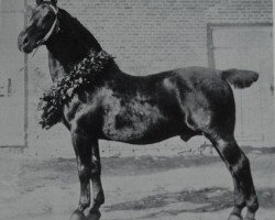 stallion Ruthard 1255 (Oldenburg, 1890, from Rubico 952)