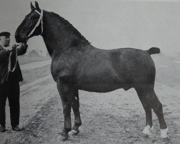 stallion Siegwin 3550 (Oldenburg, 1933, from Siegmund 3413)