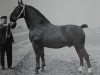 stallion Siegwin 3550 (Oldenburg, 1933, from Siegmund 3413)