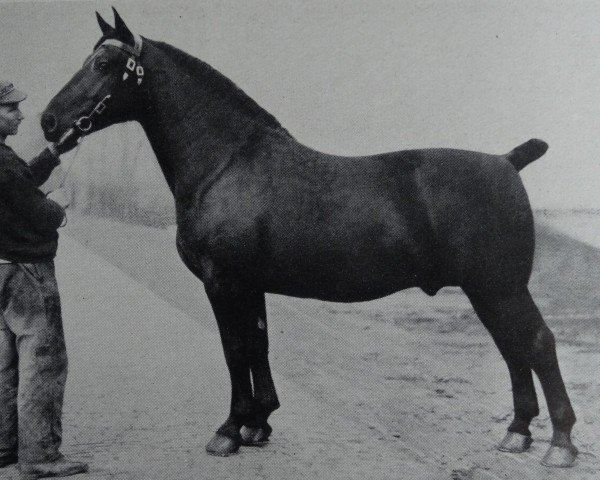 stallion Gerolstein 3467 (Oldenburg, 1928, from Gersdorf 3428)