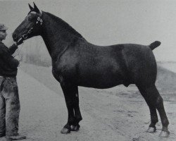 stallion Gerolstein 3467 (Oldenburg, 1928, from Gersdorf 3428)