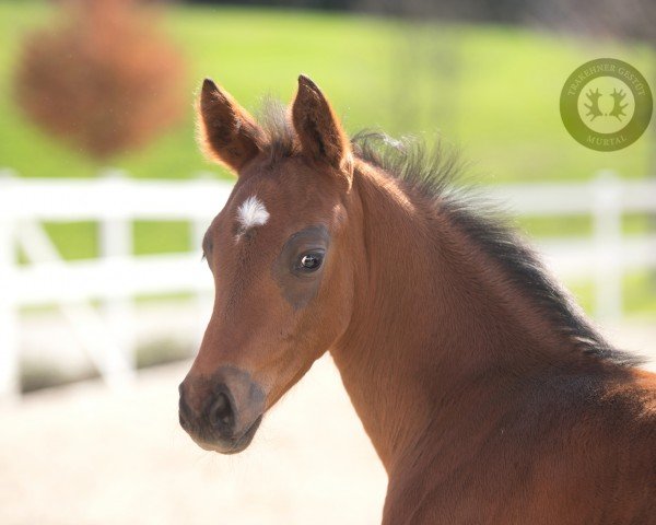 foal by Immergrün (Trakehner, 2024, from Prestige Kalone AA)