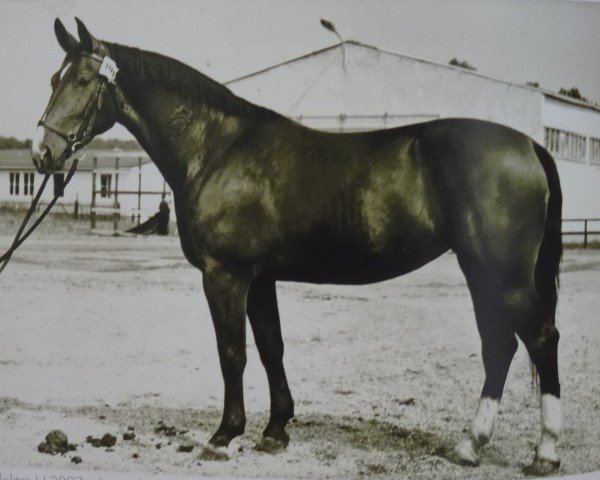 Zuchtstute Elektra H 2897 (Schweres Warmblut, 1963, von Lotse Mo 1067)