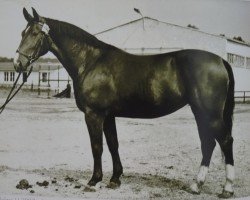 broodmare Elektra H 2897 (Heavy Warmblood, 1963, from Lotse Mo 1067)