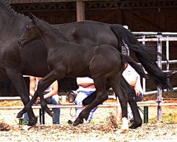 Dressurpferd Hadiya 5 (Trakehner, 2013, von Schwarzgold)