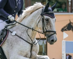 horse Rudo 2 (German Sport Horse, 2006, from Rudelsburg)