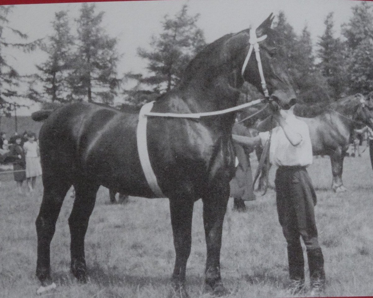 Deckhengst Rheinfels SN 573 (Oldenburger, 1936, von Rheinfels 3472)