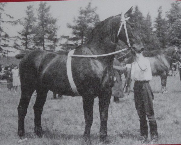 stallion Rheinfels SN 573 (Oldenburg, 1936, from Rheinfels 3472)