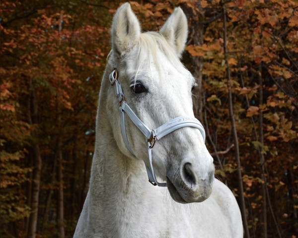 Pferd Luzifer 77 (Zweibrücker, 1999)