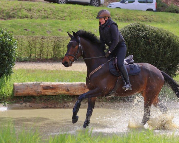 jumper Kingsman S (Trakehner, 2018, from Schwarzgold)