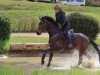 jumper Kingsman S (Trakehner, 2018, from Schwarzgold)