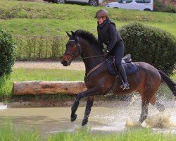 Springpferd Kingsman S (Trakehner, 2018, von Schwarzgold)