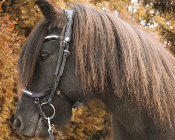 horse Hlynur vom Stoertal (Iceland Horse, 2003, from Hlynur frá Kjarnholtum I)