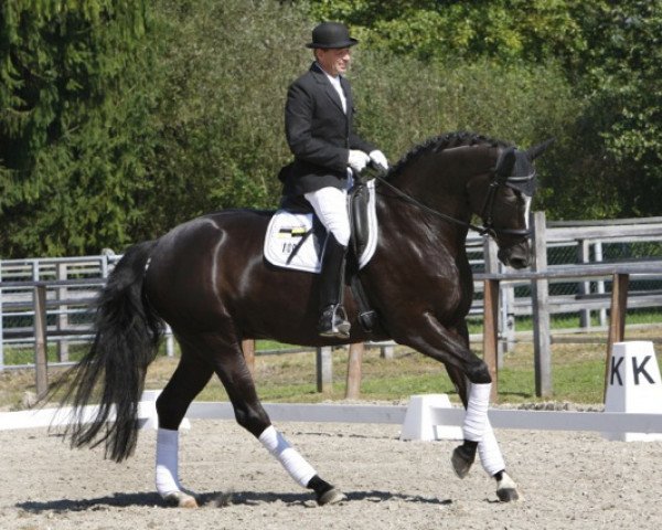 broodmare Hetidze van Hestebjerggaards (Trakehner, 2005, from Monteverdi)