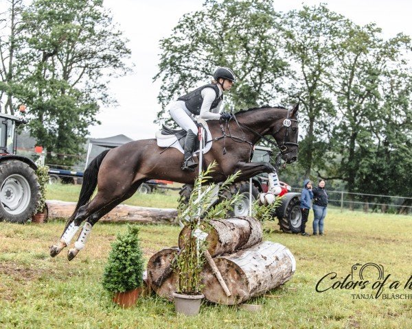 eventing horse Säntisblick (German Sport Horse, 2019, from Silvery Moon xx)