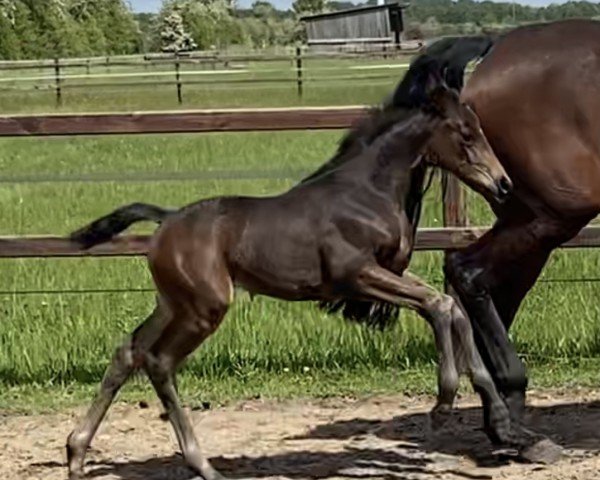 dressage horse Donna Amandari (Hanoverian, 2021, from Despacito)