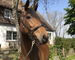 broodmare La Vaiviani (Westphalian, 2019, from Valverde NRW)