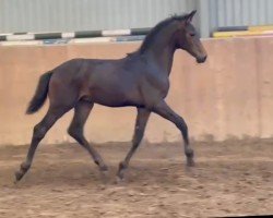 dressage horse Valdessarini (Westphalian, 2022, from Vaderland OLD)