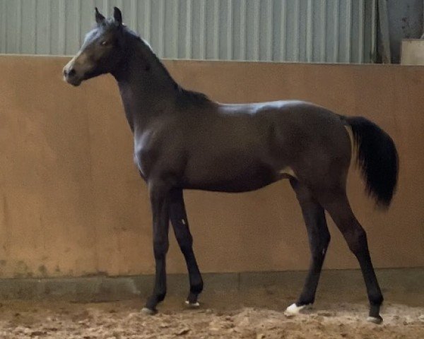 dressage horse Buchenhof’s Cash Dance (Westphalian, 2023, from Cashcode)