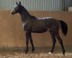 dressage horse Buchenhof’s Cash Dance (Westphalian, 2023, from Cashcode)