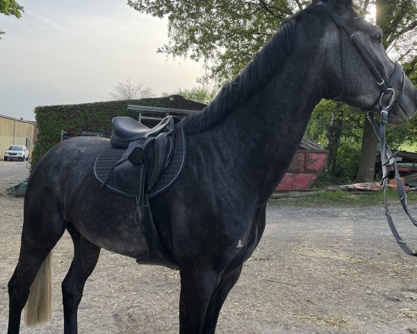 Springpferd Corthargo (Westfale, 2019, von Conthargos)