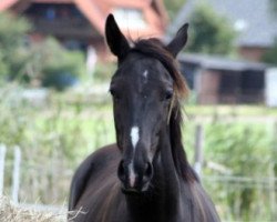 horse Lipica Brown (Trakehner, 2009, from Monteverdi)