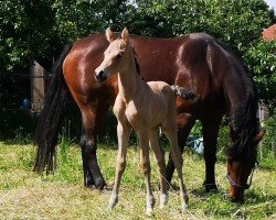 foal by Magnus HL II (German Riding Pony, 2024, from Mescal 15)