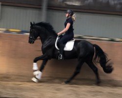 dressage horse Leandro (Westphalian, 2017, from First Selection)