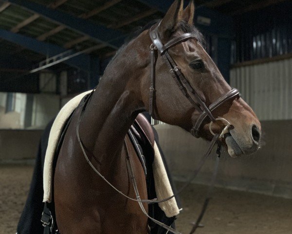 jumper Perry's Boy (Hanoverian, 2013, from Perigueux)