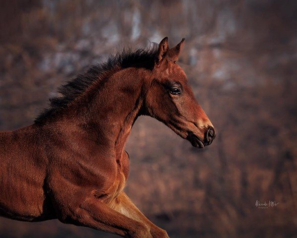 Springpferd Carate (Deutsches Sportpferd, 2022, von Coeur de Lion 14)